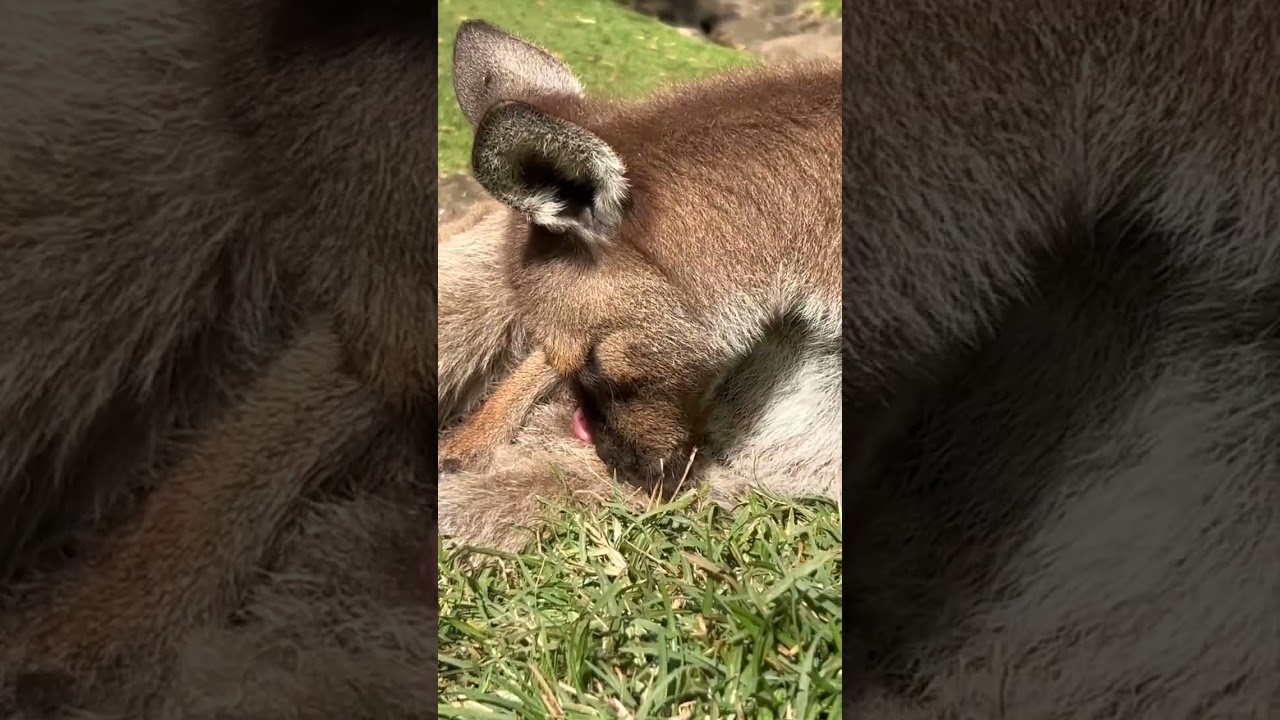 Kangaroo gives birth in a touching wildlife moment