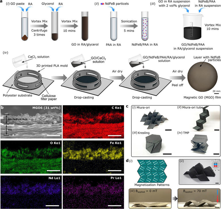 Shapeshifting materials could power next generation of soft robots
