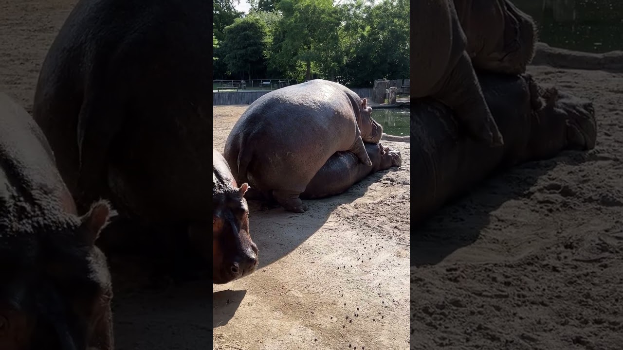 Hippos share a sweet, unforgettable moment of love and play
