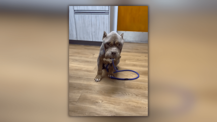 East Hartford Animal Control looking for owner of abandoned emaciated dog