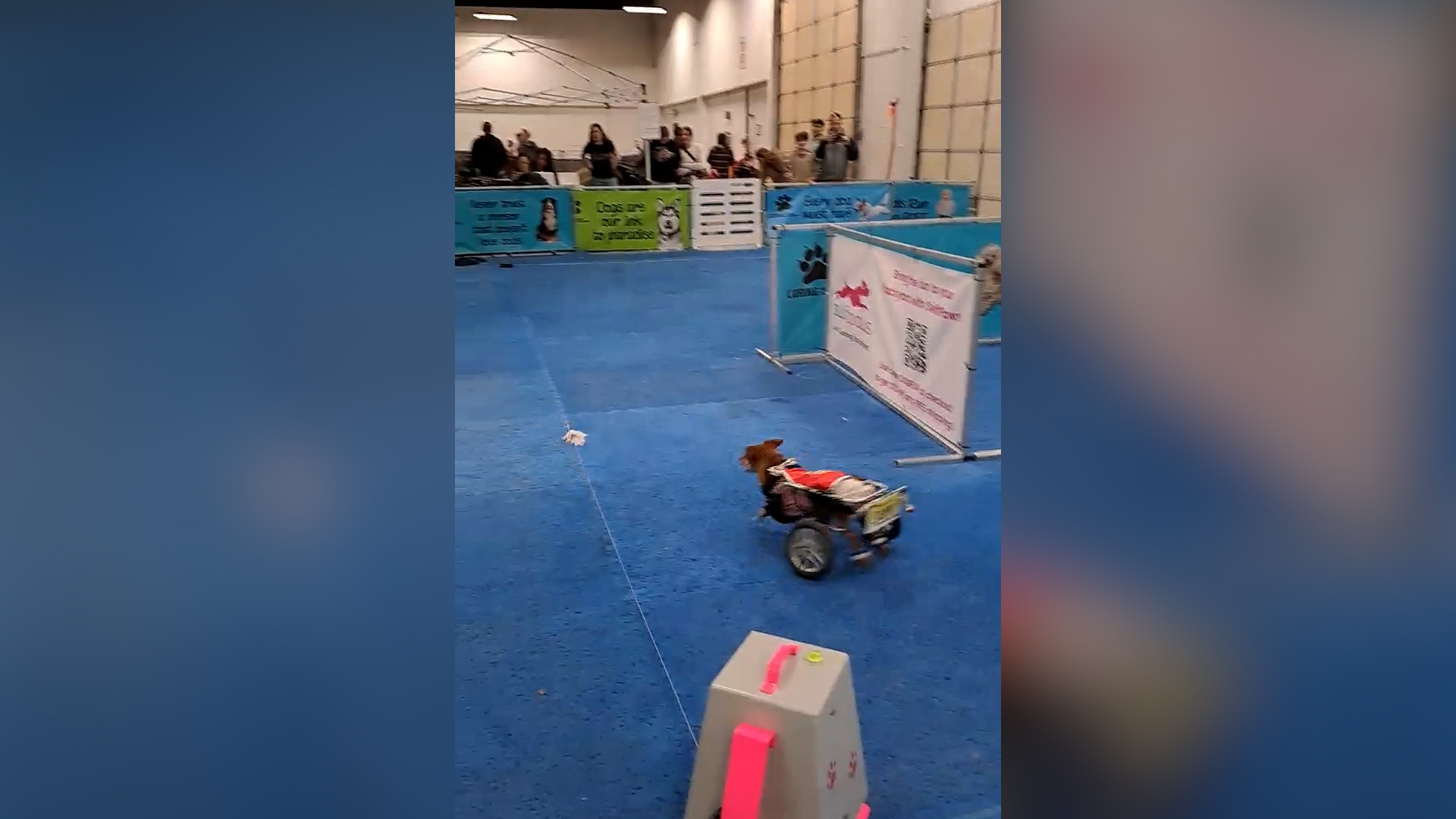 Dog with wheelchair sprinting after toy wins pet of the week