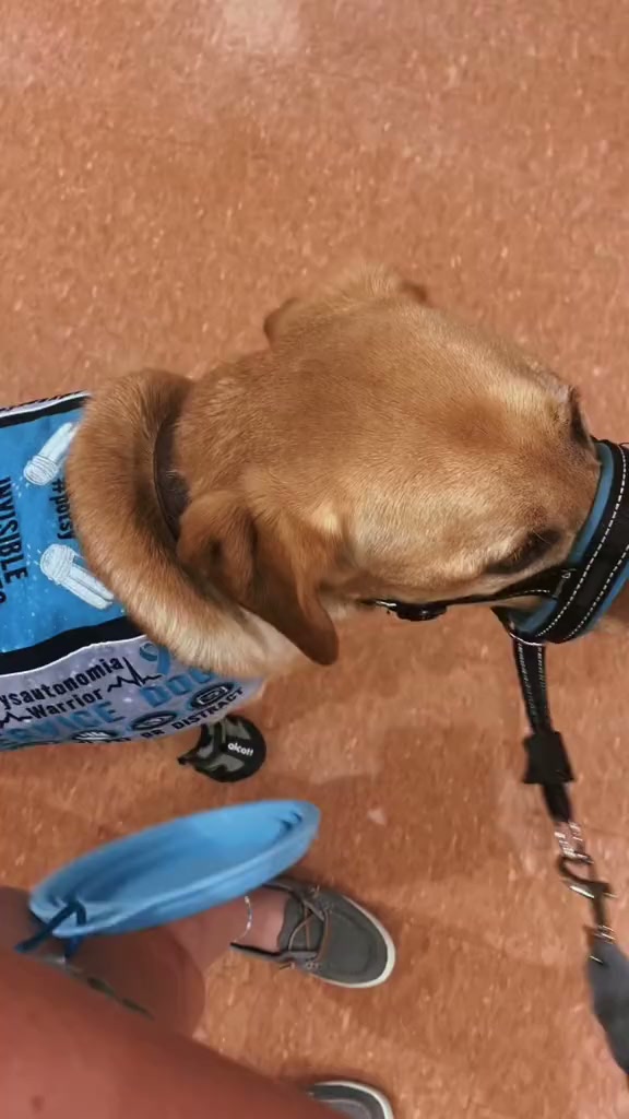 Please stop petting my service dog without asking