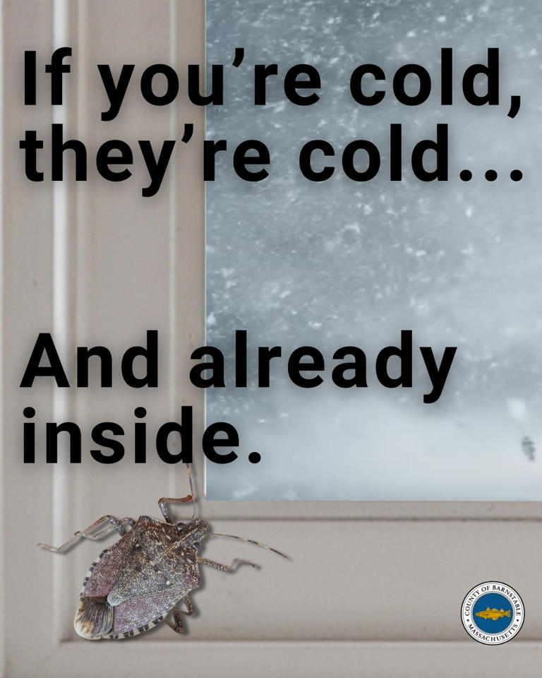 Why your home is full of stink bugs right now (and what's coming this ...