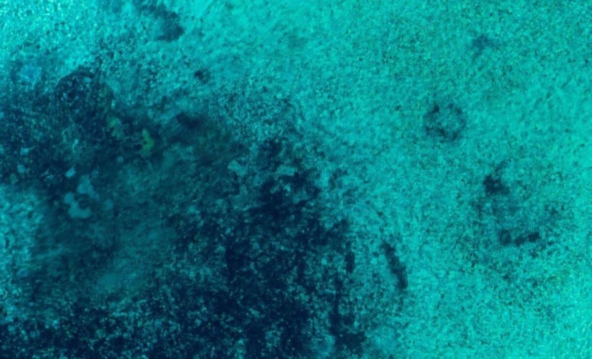 Scientists discover what vanished from the oceans after the dinosaurs ...