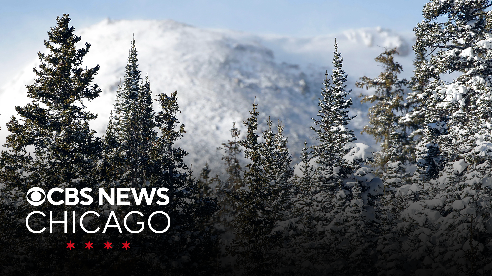 What Are Exploding Trees This Is What S Really Happening To Trees In