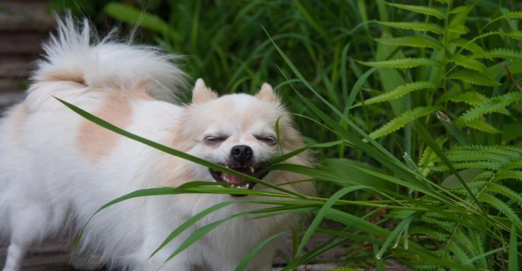 Äter din hund gräs? Här är vad det egentligen kan betyda