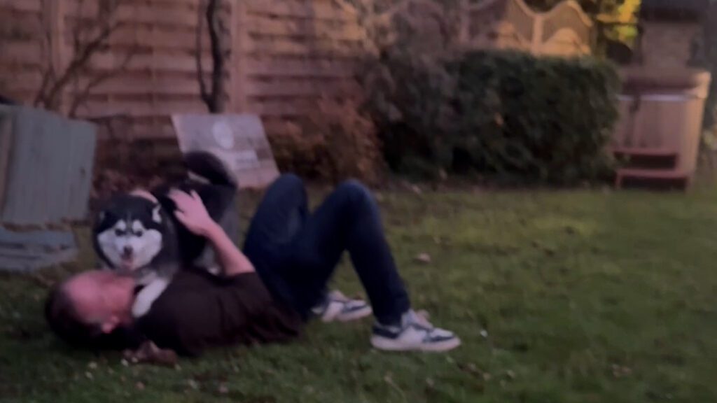 Dog explodes with joy as 'dad' returns home after month away