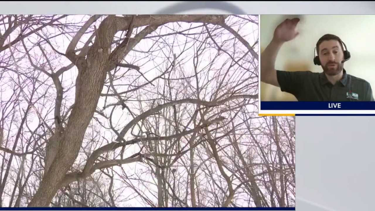 Can Extreme Cold Cause Trees To Explode