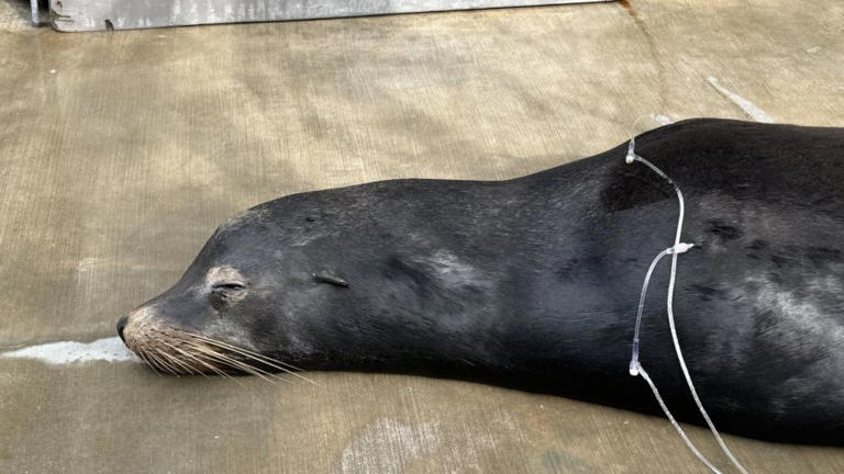 A sick sea lion that was shot in the head twice is seen after wildlife officials rescued it in L.A. County. January 2026. (Marine Mammal Care Center)