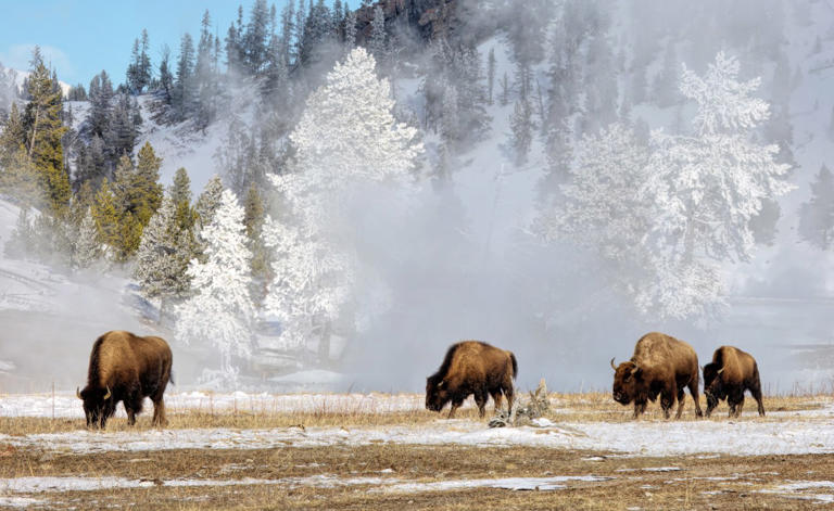 Why Yellowstone is better in the winter