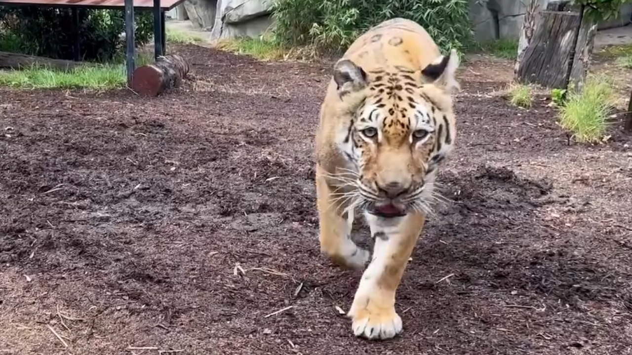 Oakland Zoo says goodbye to beloved tiger Lola