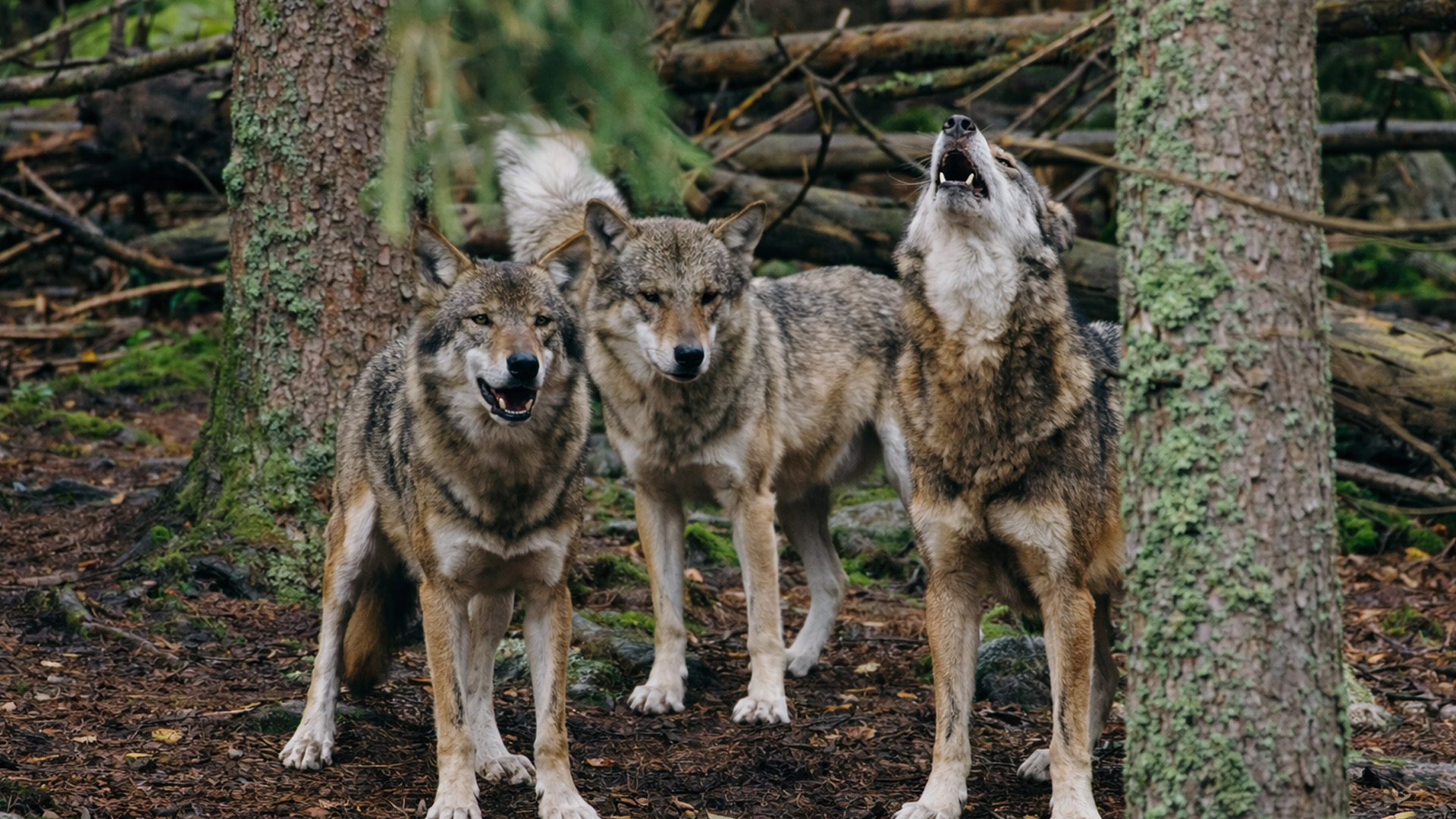 The moment a pack of wolves began to howl