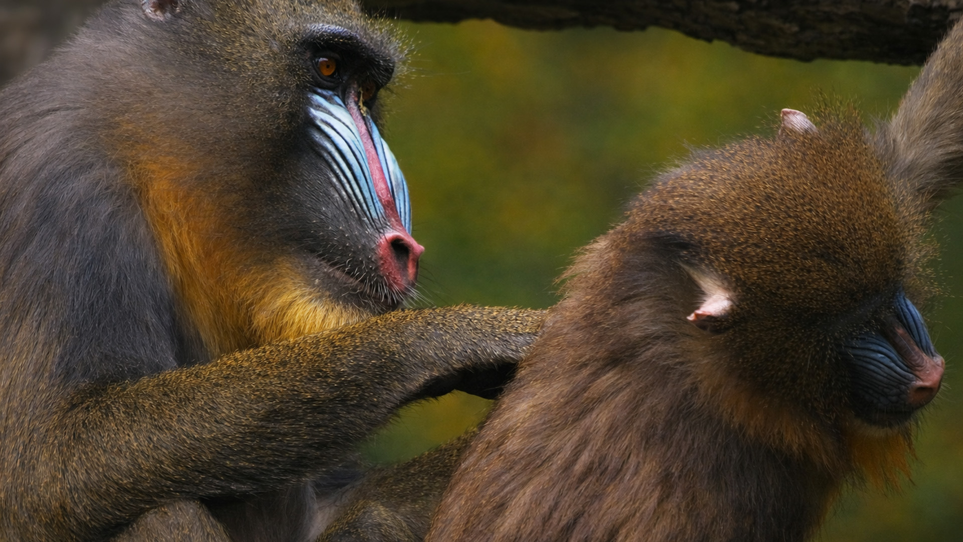 I got close enough to capture mandrills interacting