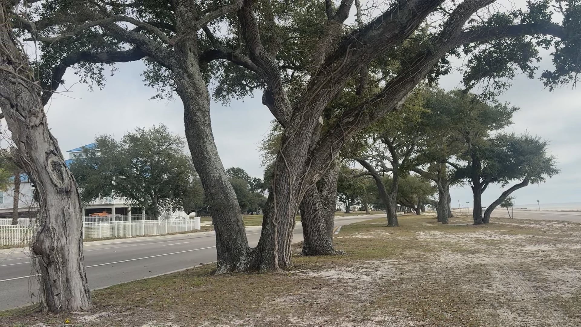 Mississippi arborists gather to discuss tree preservation