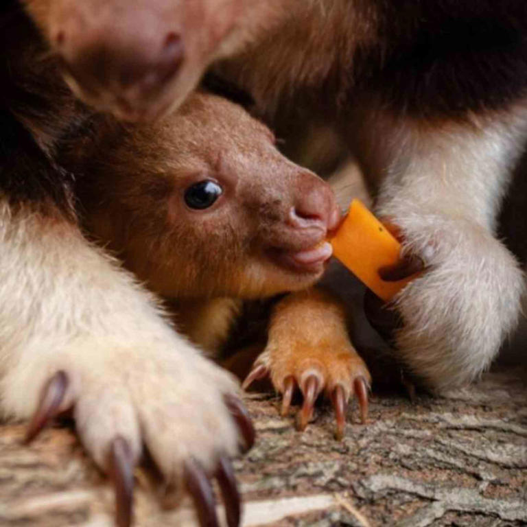 A baby tree kangaroo was just born — and his 'pouch cam' gives rare ...