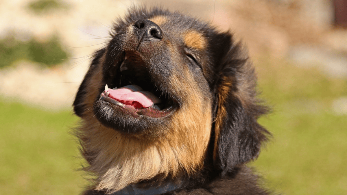 Potty training 101: How to stop your dog from peeing indoors