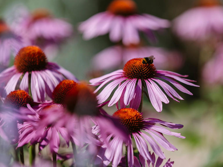 The emergency RHS plans protecting its gardens from water droughts