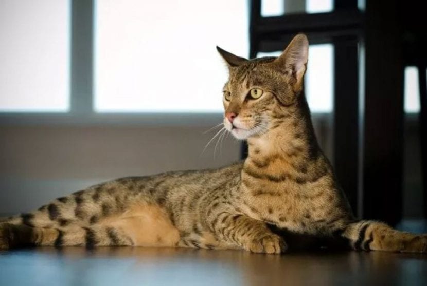 Cómo cuidar a un gato Savannah: guía completa para una raza tan activa ...