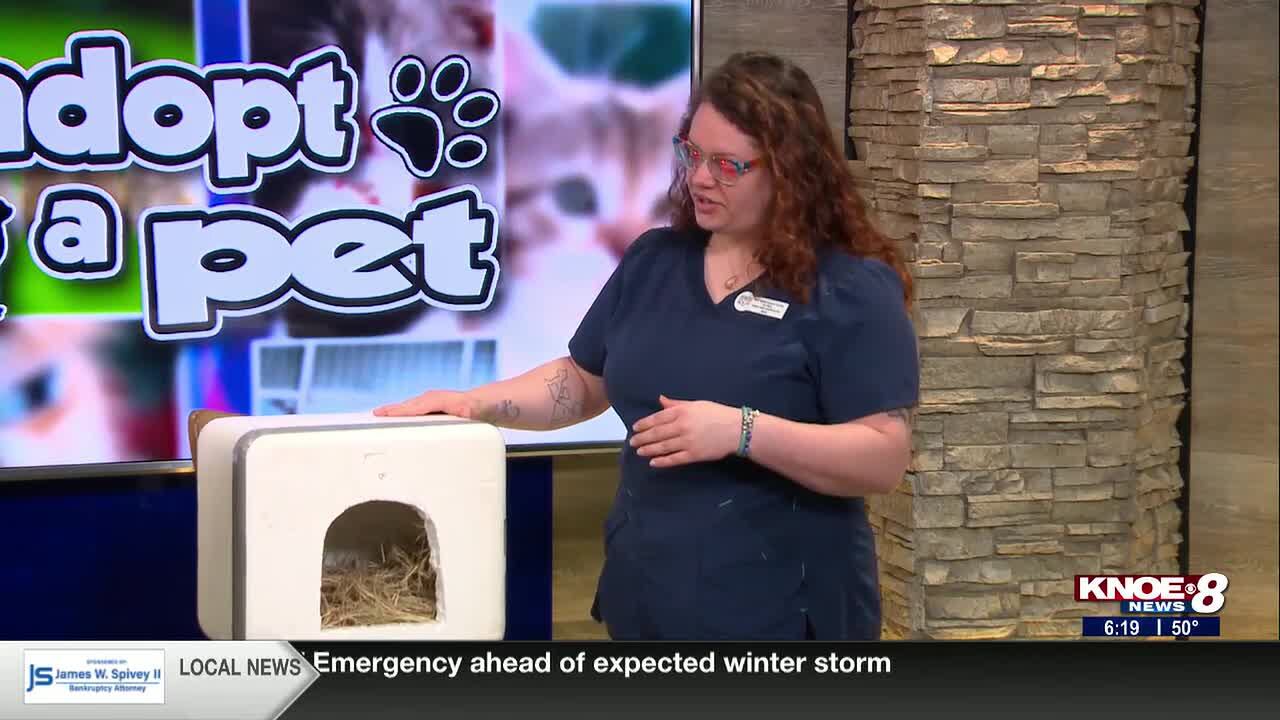 River Cities Humane Society for Cats: Tips to help keep strays warm ...