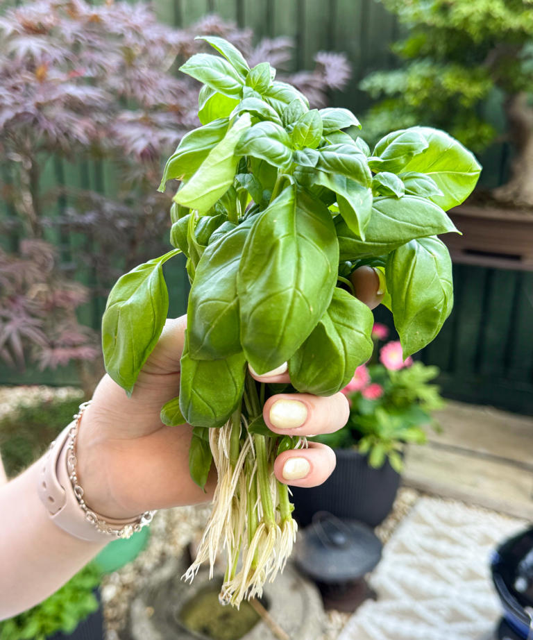 Experts reveal their tips to grow basil from cuttings – you can even ...