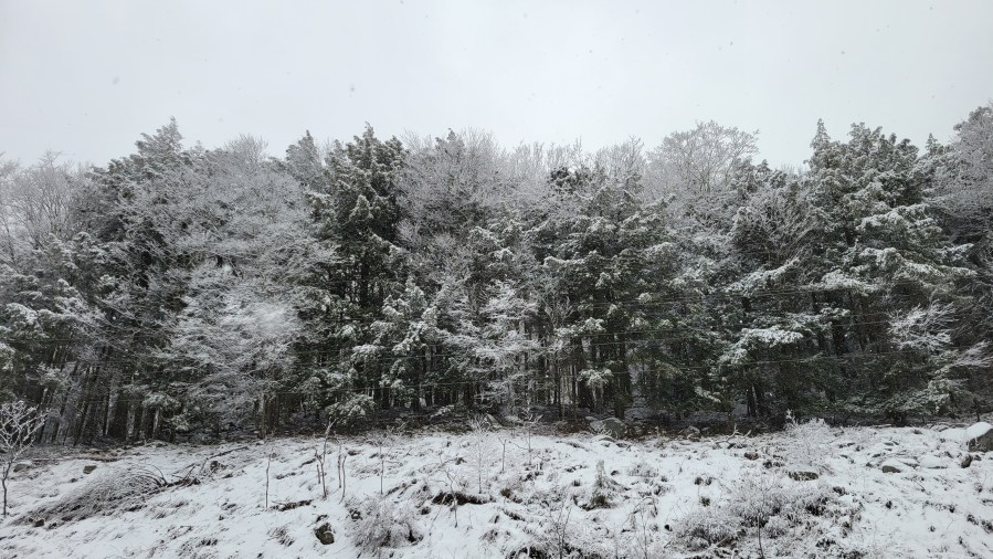 Will The Capital Region Cold Cause Exploding Trees