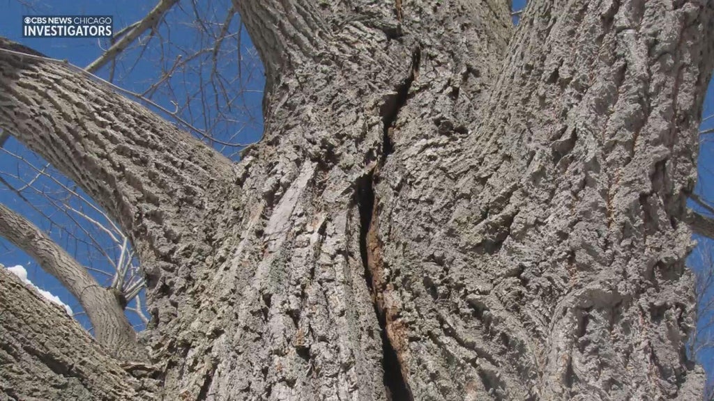 Are trees exploding due to cold? Or is there a different weather ...