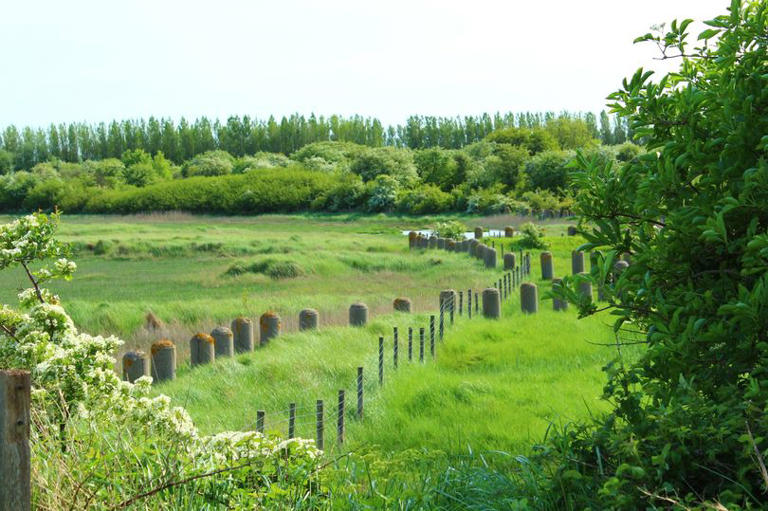 The Kent coastal park perfect for winter walks where you can see ...