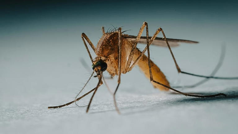 Brazilian mosquitoes grow increasing appetite for human blood as ...