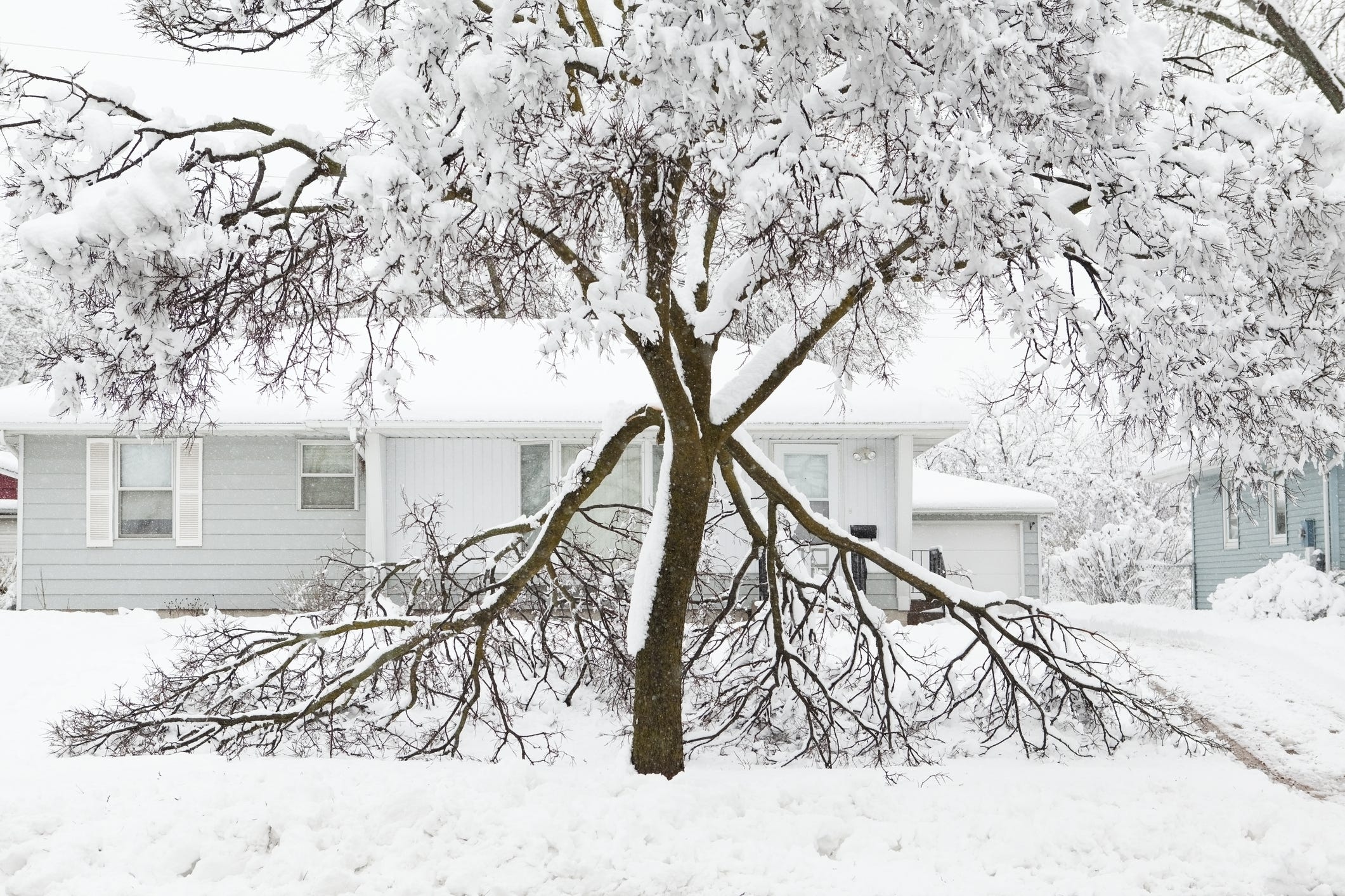 Will trees really explode during an extreme cold snap?