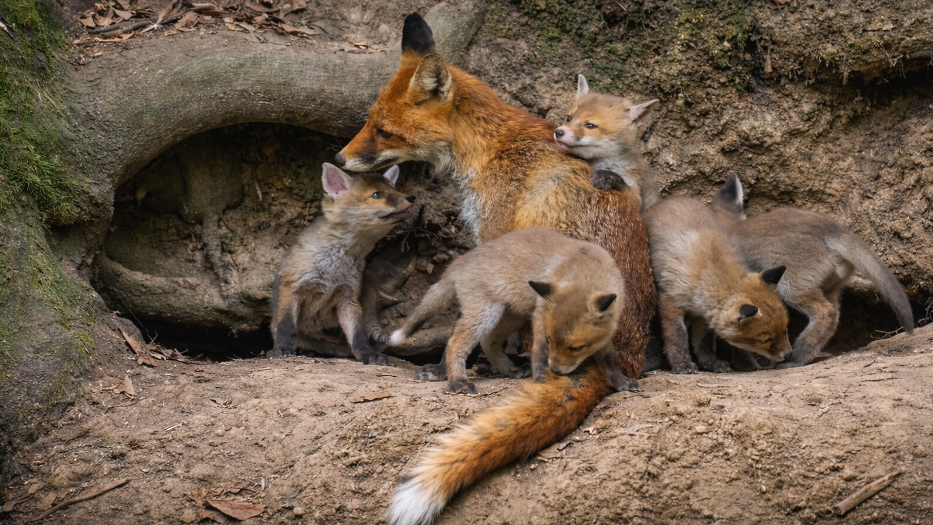I never expected to see a fox family up close