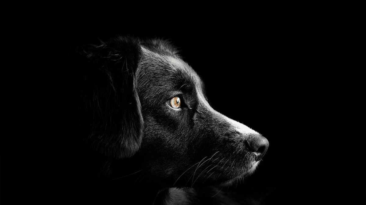 Potty training 101: How to stop your dog from peeing indoors