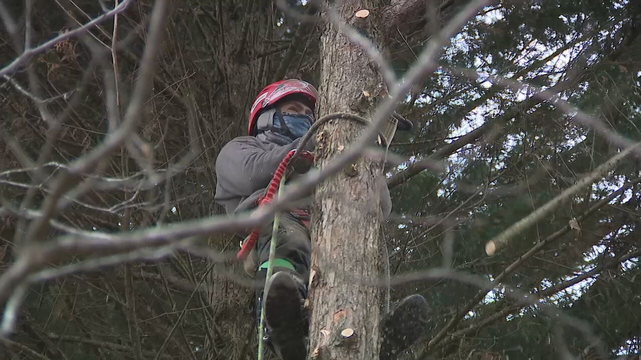 Tree companies bringing down dangerous trees before ice does