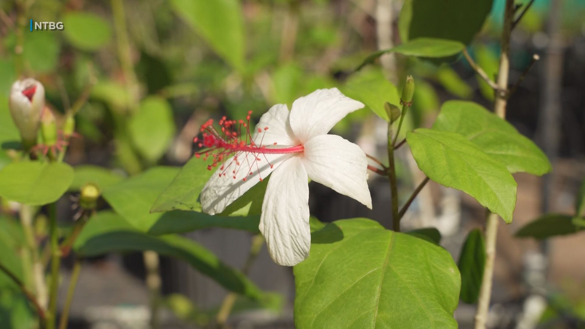 Plant adoption program nurtures appreciation of native flora