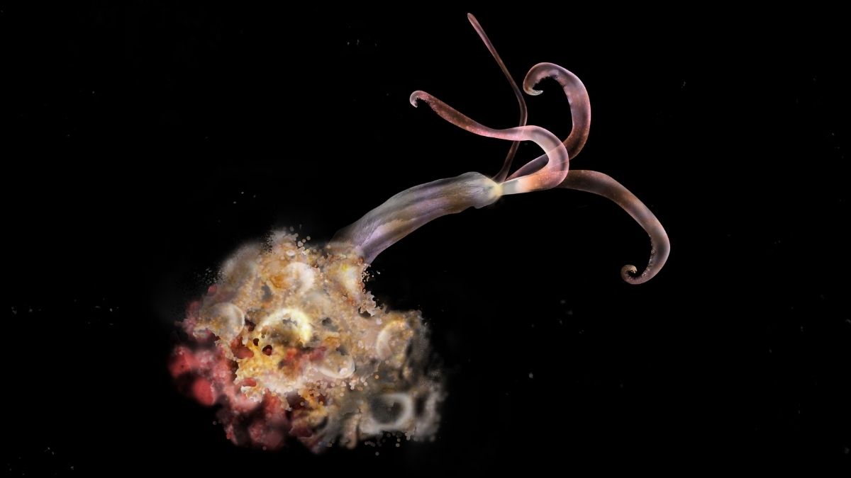 'Zombie worms' have mysteriously vanished, troubling scientists