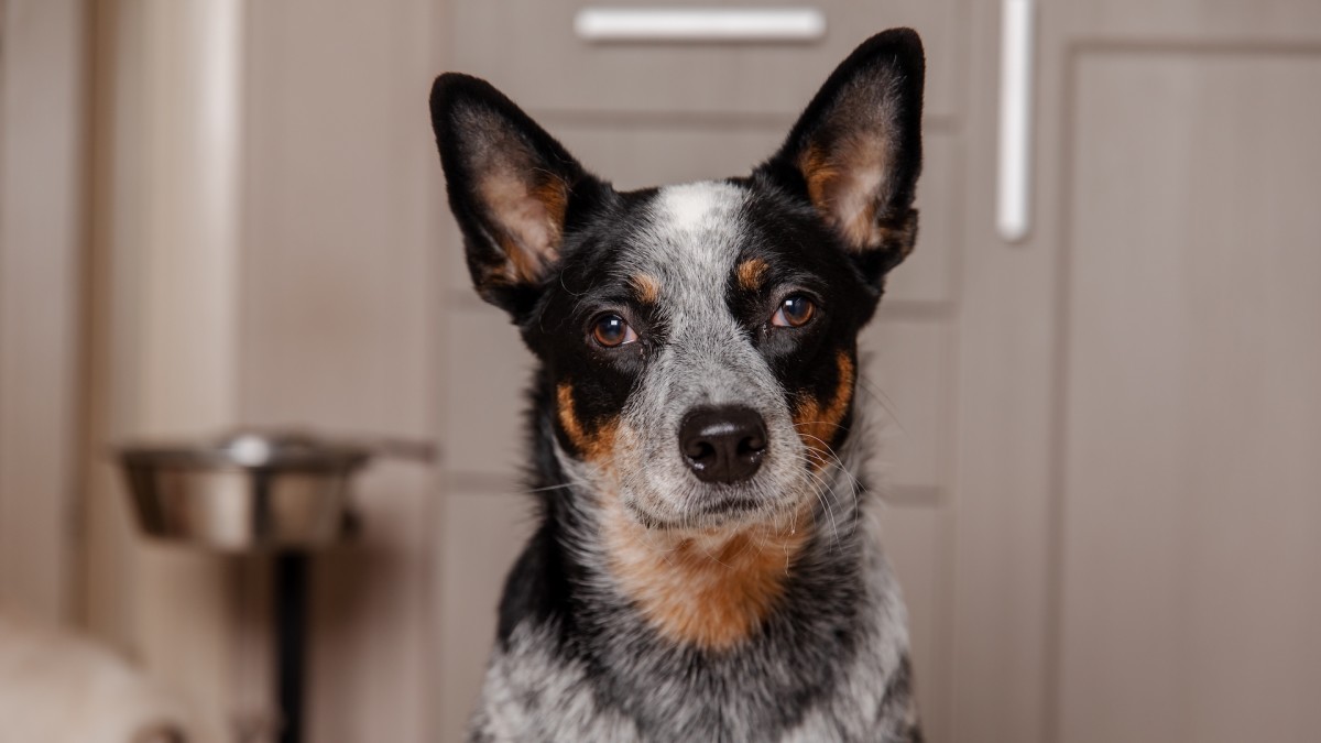 We love this dog's hilarious inability to handle rejection