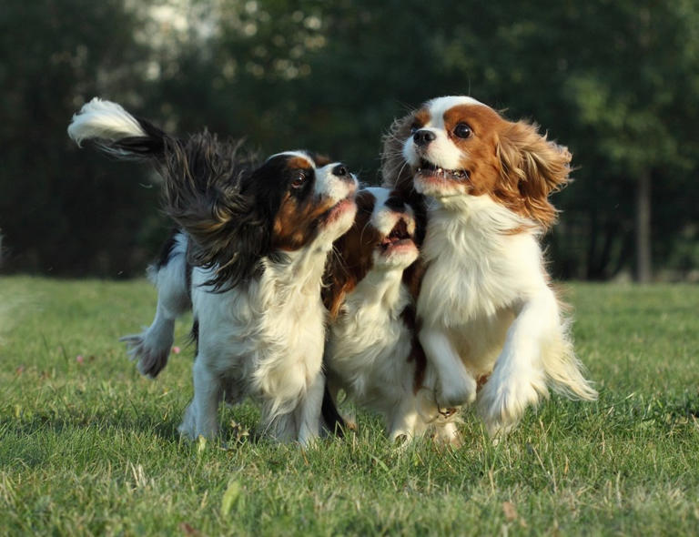 Top 6 dog breeds for any lifestyle, according to vets