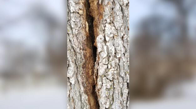 You could see 'exploding trees' in the winter storm. Here's why that ...