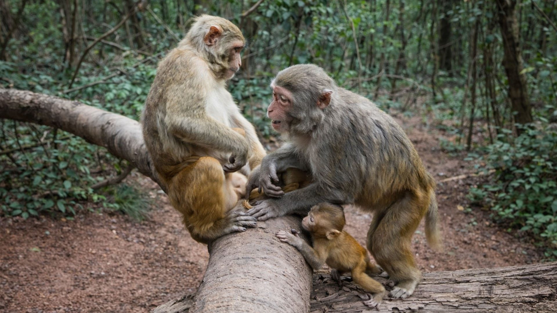 Captured moment of monkeys having fun
