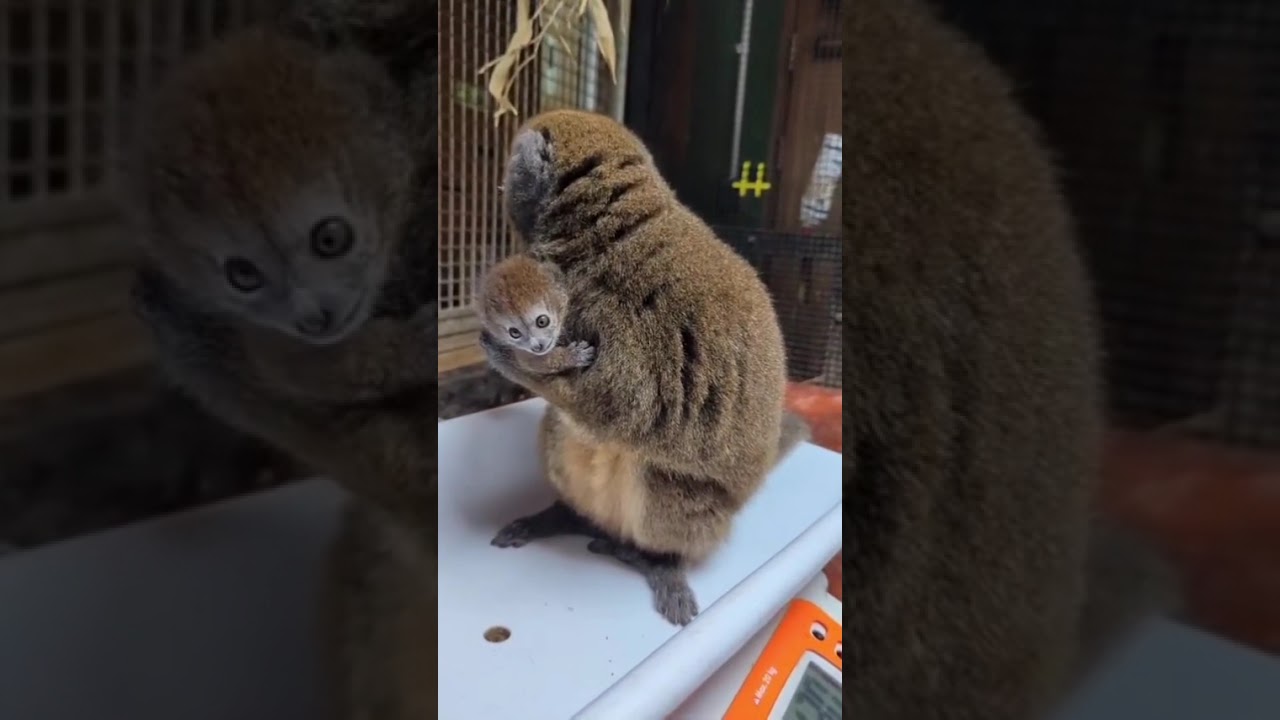 Meet the Alaotran gentle lemur—one of the world's most endangered primates
