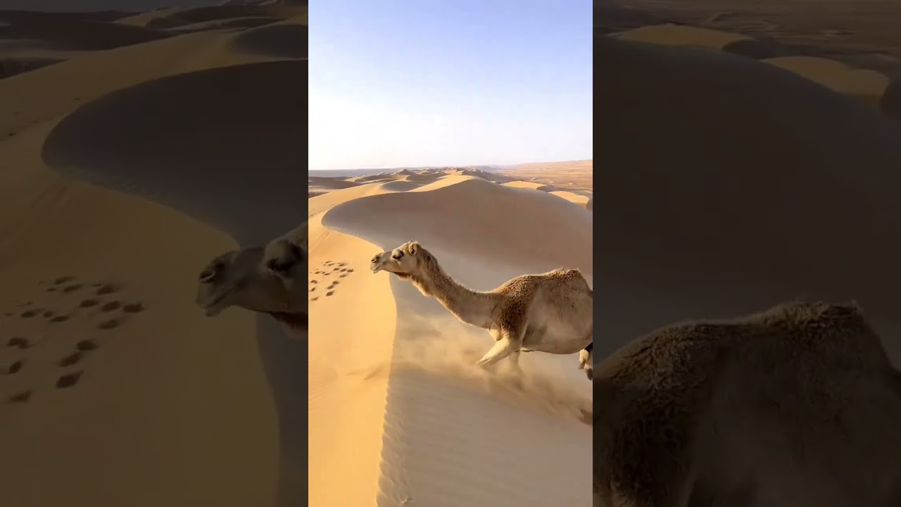 See camels masterfully climb the sand dunes in action
