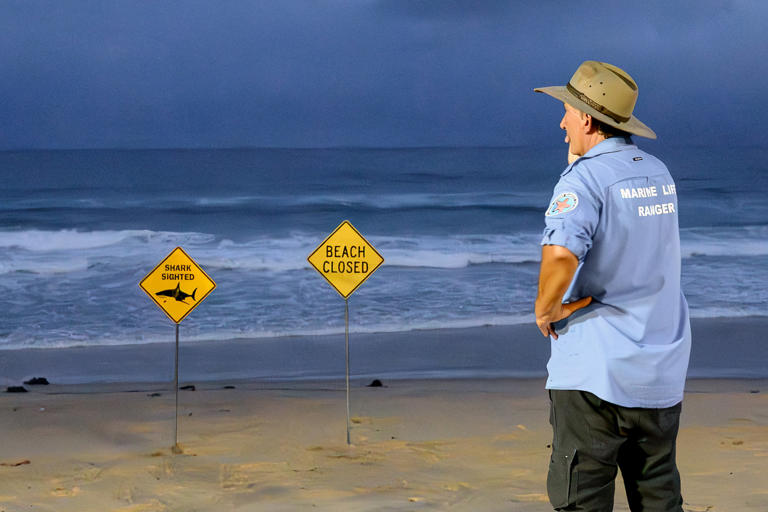 Boy, 12, mauled by shark in Sydney Harbour dies