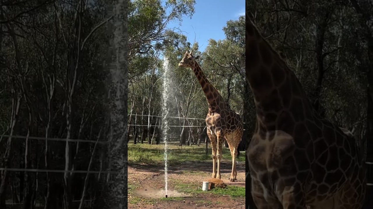 This giraffe discovered the sprinklers and maintenance has been called