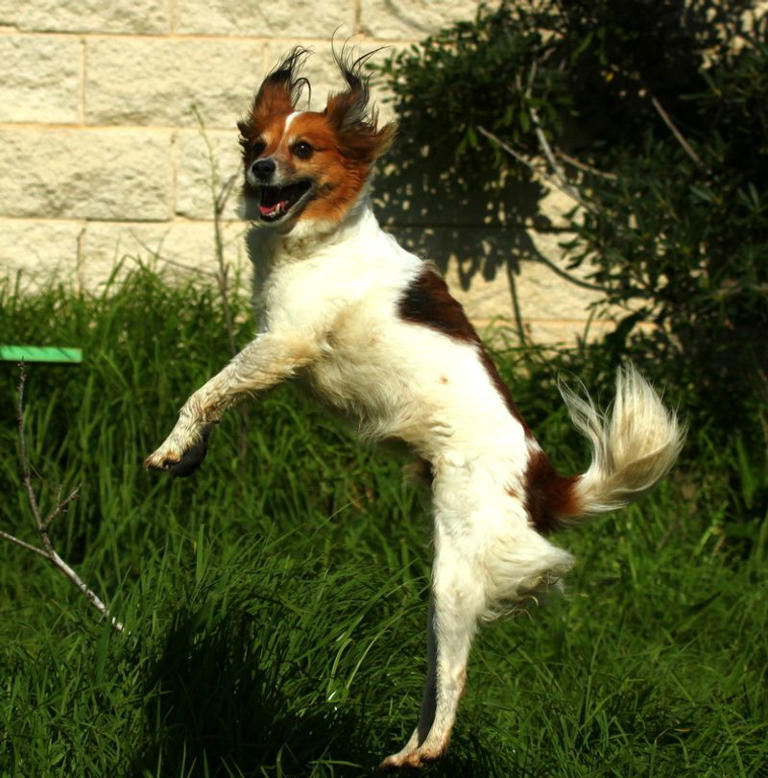 Dog training is splitting the internet again – 12 body-language clues ...