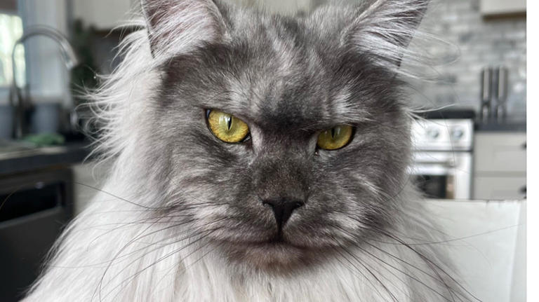 Black smoke Maine coon with gold eyes looks like she could be a magical ...