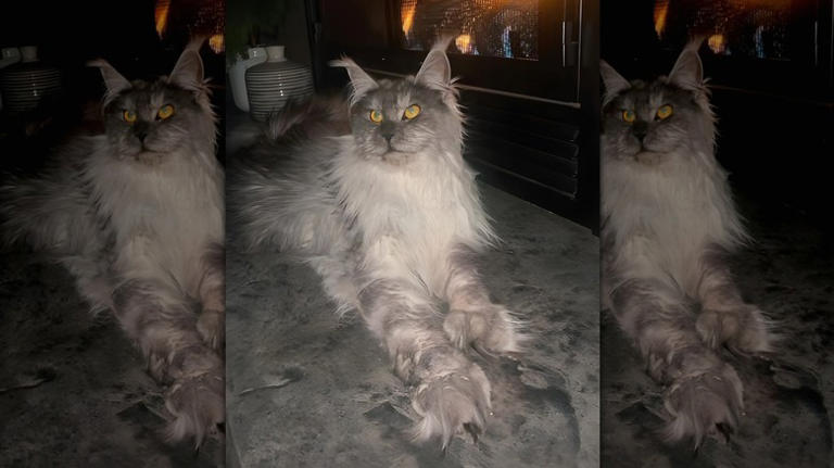 Black smoke Maine coon with gold eyes looks like she could be a magical ...
