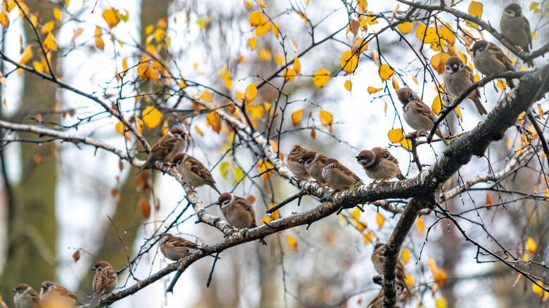 Turn this kitchen utensil into a bird feeder and watch birds flock to ...
