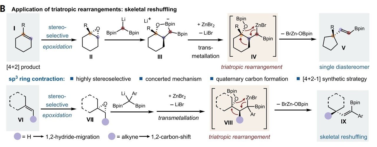 A new three-way single step rearrangement enables precise ring editing