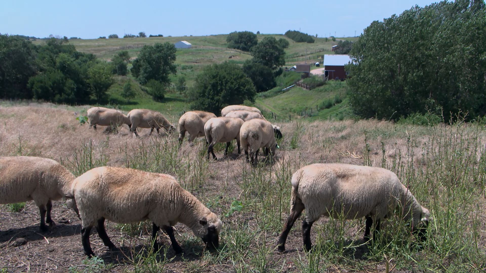 South Dakota State Fair to host National Rambouillet Sheep Show and Sale