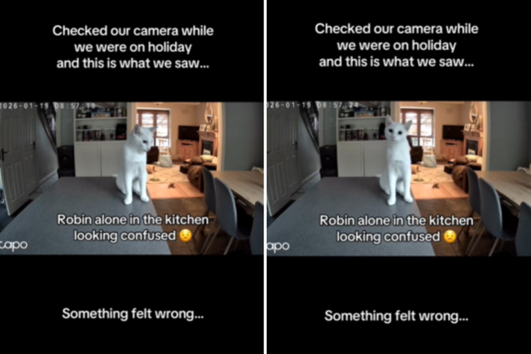 Owners see cat acting strangely on petcam—reason almost cuts vacation short