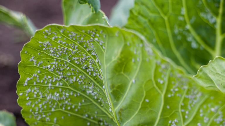 Say goodbye to pests in your garden with this popular kitchen essential